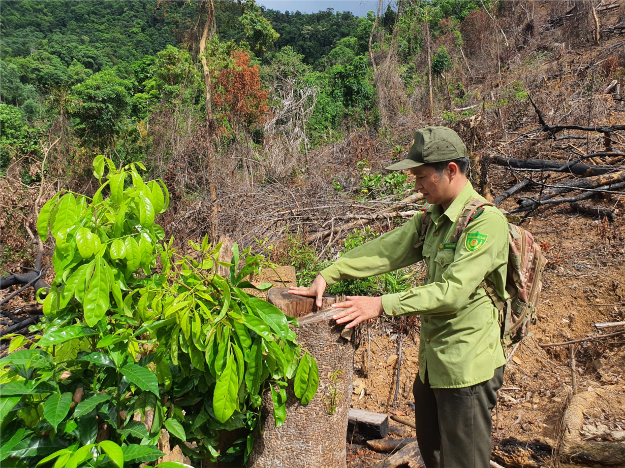 Bình Định: Làm rõ vụ rừng tự nhiên ở huyện miền núi An Lão bị phá (09/6/2023)